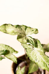 Syngonium "Freckles"